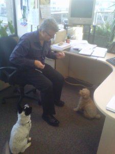 Clay, our VP, gives Milka and Mulligan (at left) some special holiday treats